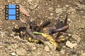 Sene 38_AnotherMorpho 9 Multi Morphos feeding on banana bait